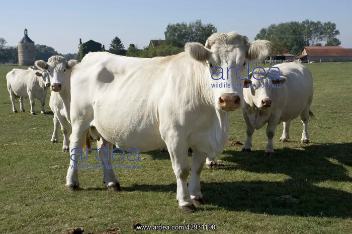 : Close up of Charolais cattle : Close up of Charolais cattle