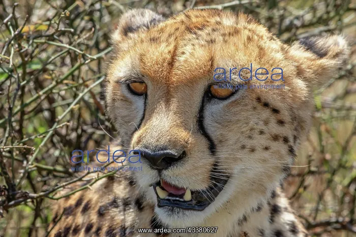 : Close up at a Cheetah (Acinonyx jubatus) head in : Close up at a Cheetah (Acinonyx jubatus) head in