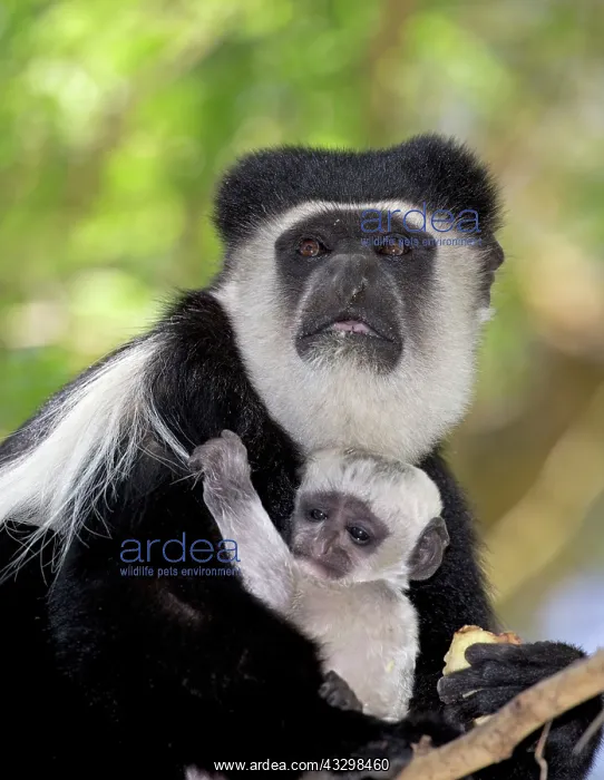 : Close up of Colobus monkey with baby sitting in Acacia tree : Close up of Colobus monkey with baby sitting in Acacia tree