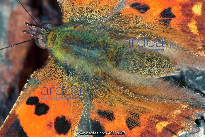 : Comma. Close up of Comma Butterfly (Polygonia c-album) resting on a tree : Comma. Close up of Comma Butterfly (Polygonia c-album) resting on a tree