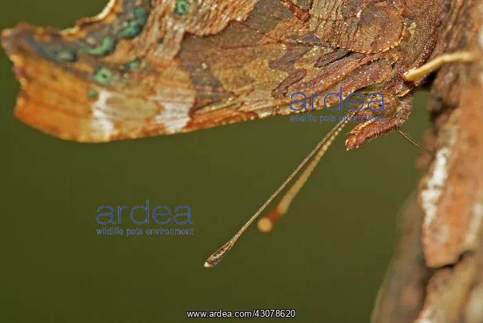 : Comma. Close up of Comma Butterfly (Polygonia c-album) resting on a tree : Comma. Close up of Comma Butterfly (Polygonia c-album) resting on a tree