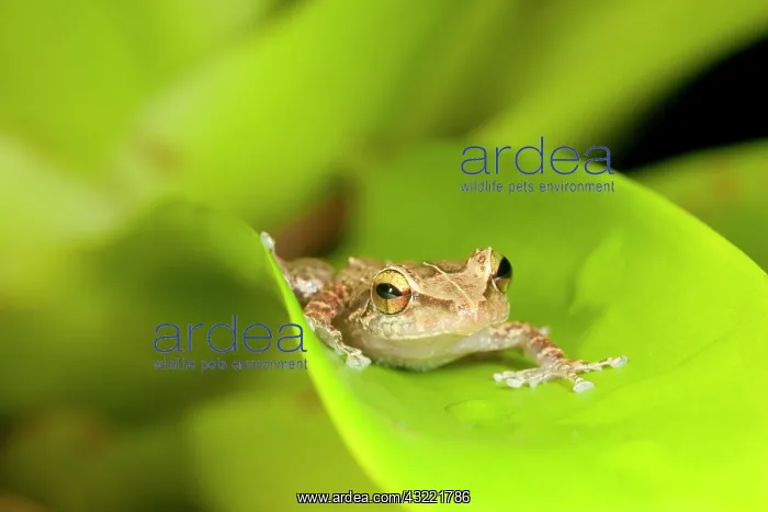 : Close up of Common Coqui (Eleutherodactylus : Close up of Common Coqui (Eleutherodactylus