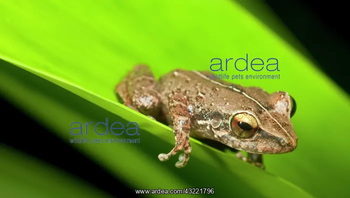 : Close up of Common Coqui (Eleutherodactylus : Close up of Common Coqui (Eleutherodactylus