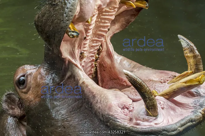 : Close up of common hippopotamus (Hippopotamus amphibius) : Close up of common hippopotamus (Hippopotamus amphibius)