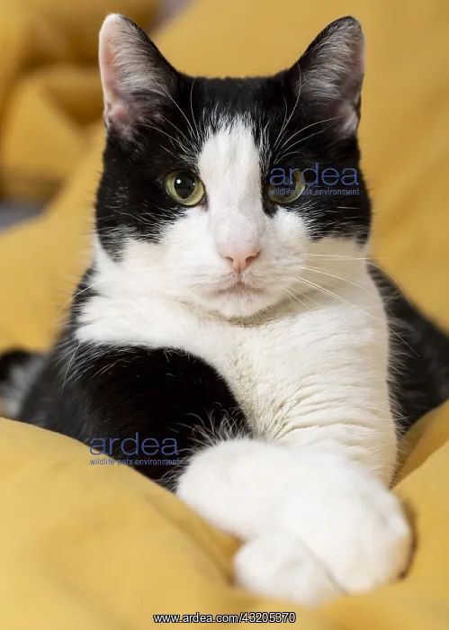 : close up cute cat indoors. High resolution photo : close up cute cat indoors. High resolution photo