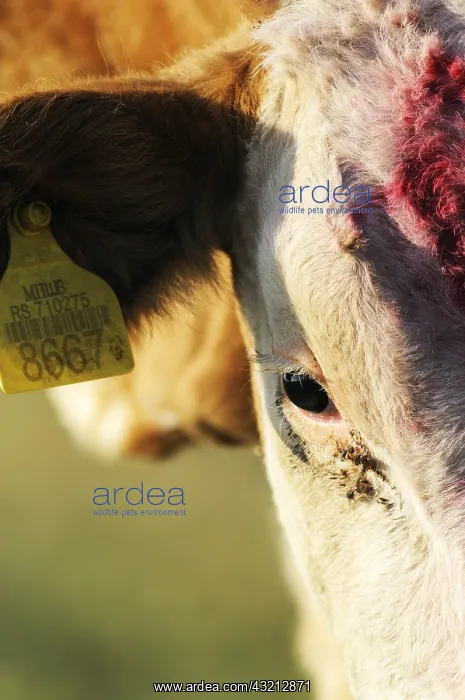 : Close up of a dairy cow : Close up of a dairy cow