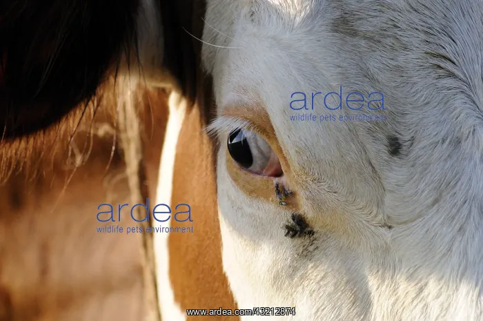 : Close up of a dairy cow : Close up of a dairy cow
