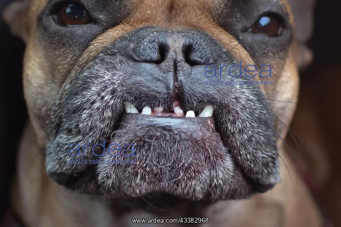 : Close up of dental condition with overbite and missing : Close up of dental condition with overbite and missing