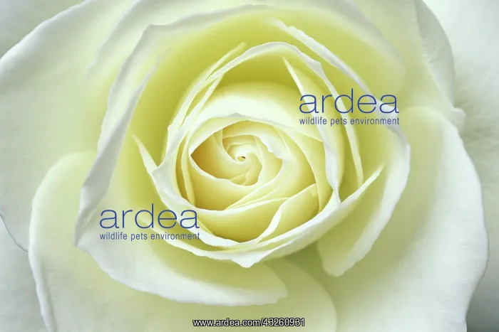 : Close up details of white rose : Close up details of white rose