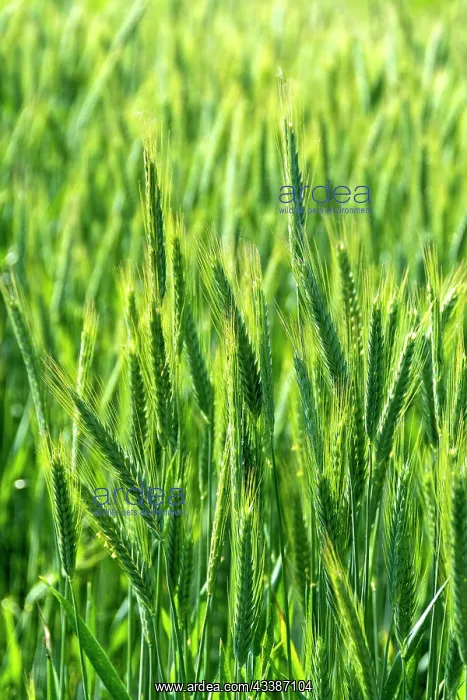  : Close up of an ear of barley (hordeum vulgare) i