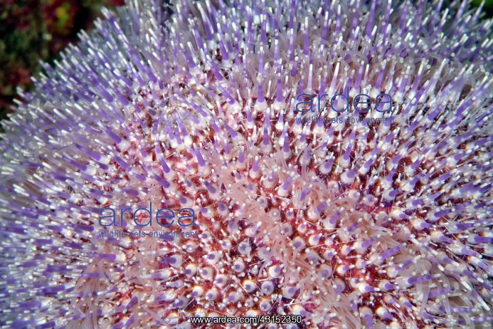 : Close up of an Edible Sea Urchin : Close up of an Edible Sea Urchin