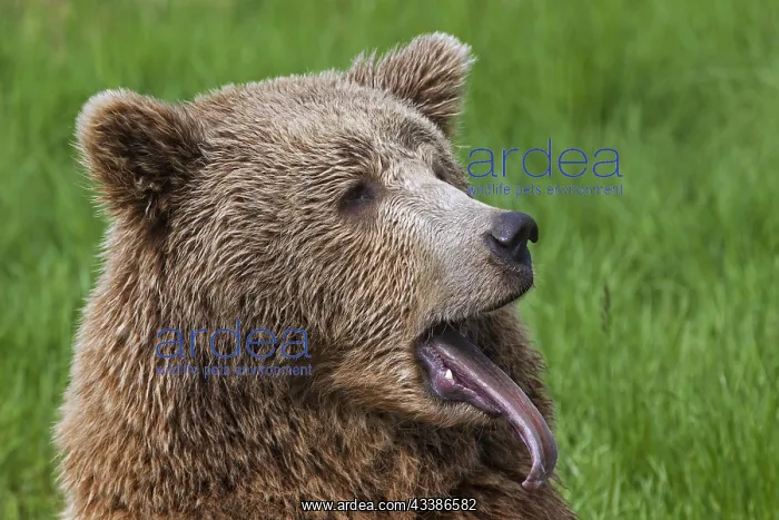 : Close up of Eurasian brown bear (Ursus arctos ar : Close up of Eurasian brown bear (Ursus arctos ar