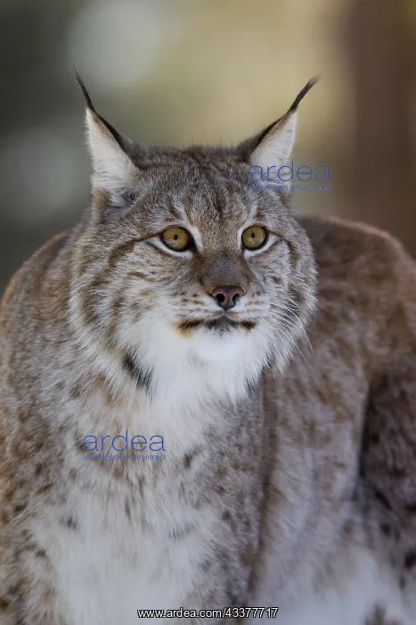 : Close up of Eurasian lynx (Lynx lynx) in the snow : Close up of Eurasian lynx (Lynx lynx) in the snow