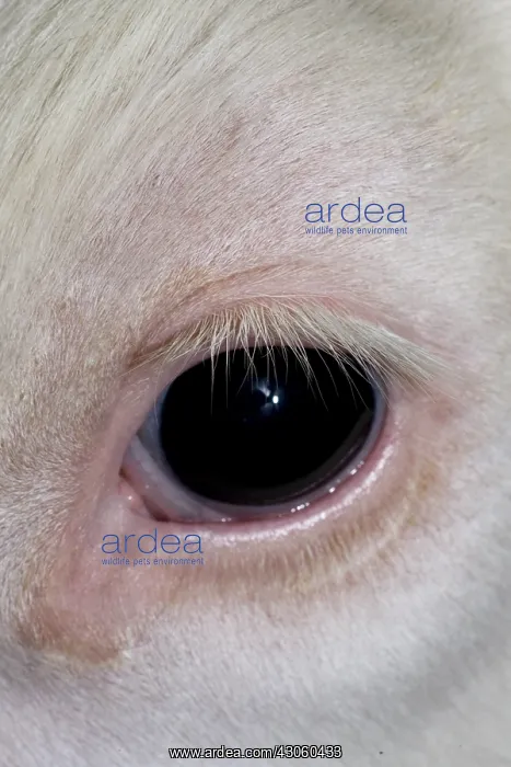 : Close up of an eye of Holstein veal France : Close up of an eye of Holstein veal France