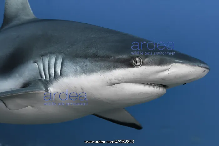  : Close face view Grey shark (Carcharhinus amblyrhynchos)