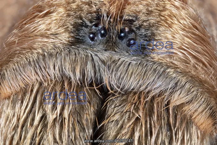 : Close Up of the Face of a or the Western Desert : Close Up of the Face of a or the Western Desert