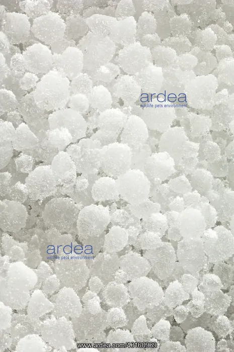 : close up of fallen Hail stones : close up of fallen Hail stones