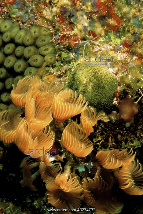 : Close up of feather duster worms : Close up of feather duster worms
