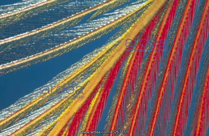 : Close up of feather showing barbules and barbic : Close up of feather showing barbules and barbic