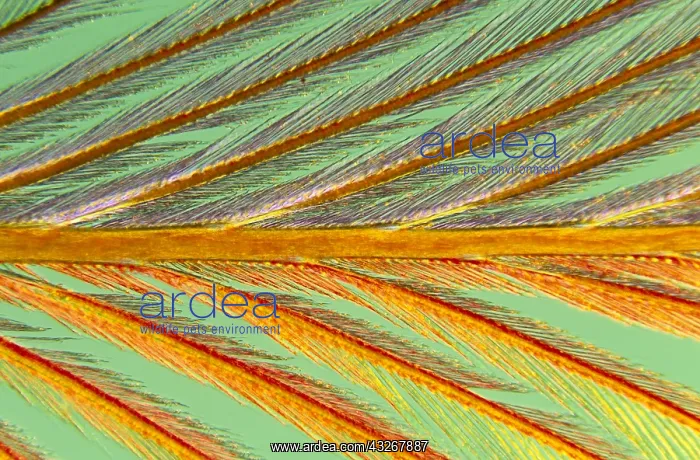 : Close up of feather showing barbules branching : Close up of feather showing barbules branching