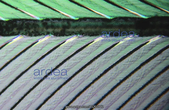 : Close up of feather showing interlocking barbul : Close up of feather showing interlocking barbul