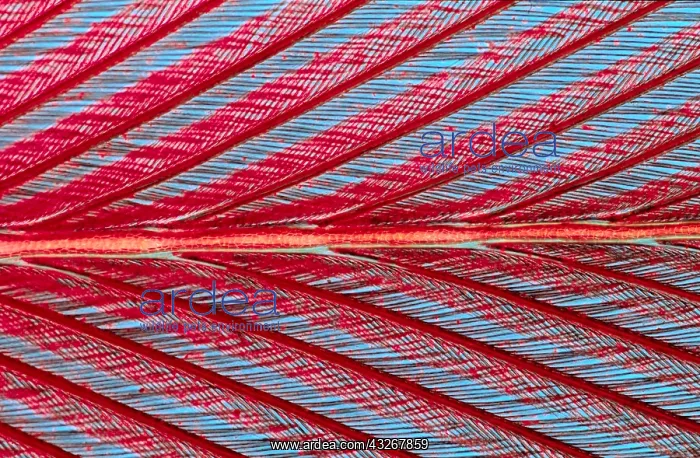 : Close up of feather showing interlocking barbul : Close up of feather showing interlocking barbul