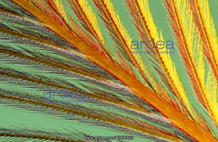 : Close up of feather showing interlocking barbul : Close up of feather showing interlocking barbul