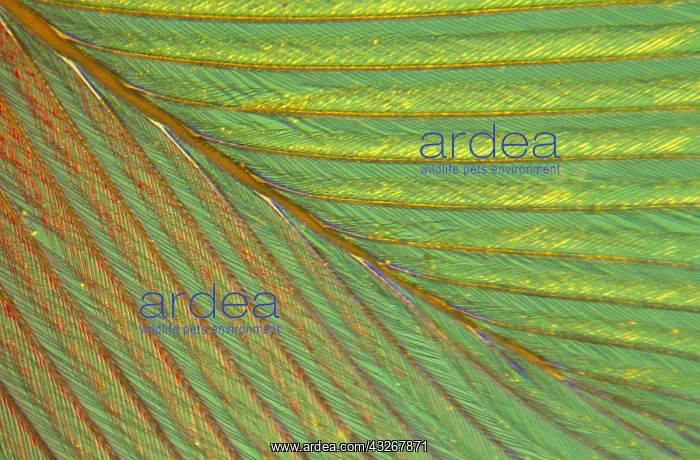 : Close up of feather showing interlocking barbul : Close up of feather showing interlocking barbul