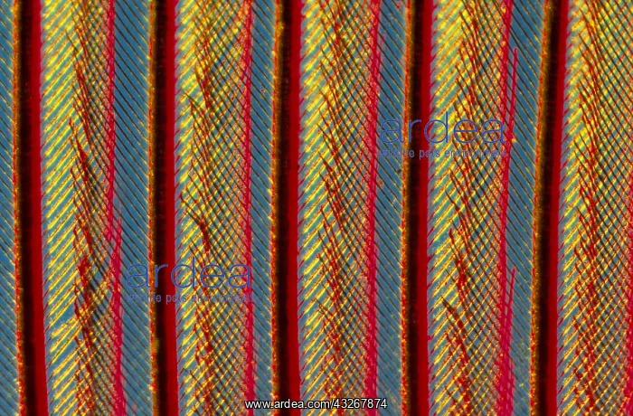 : Close up of feather showing interlocking barbul : Close up of feather showing interlocking barbul
