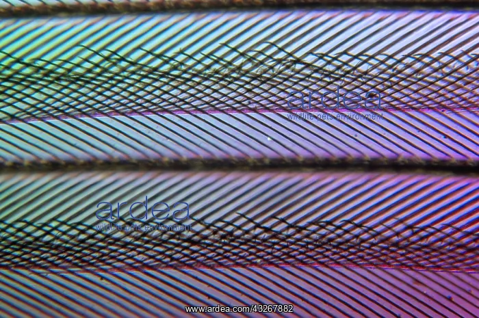: Close up of feather showing interlocking barbul : Close up of feather showing interlocking barbul