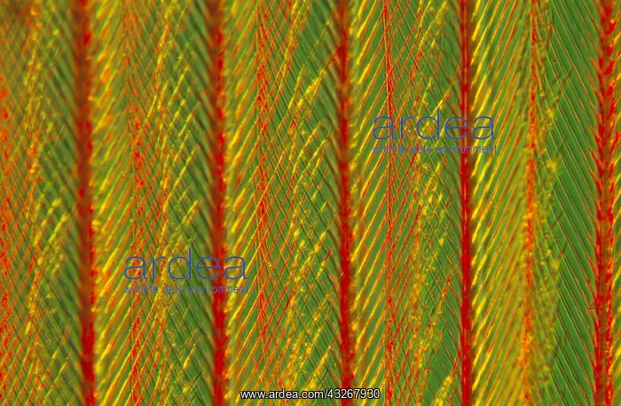 : Close up of feather showing interlocking barbul : Close up of feather showing interlocking barbul