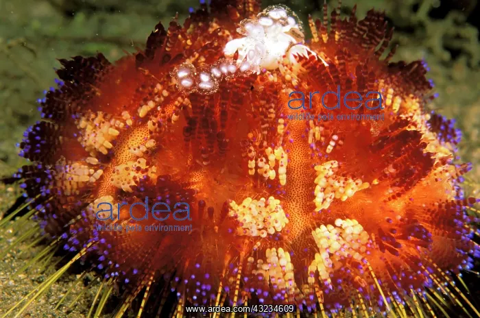 : Close up of fire urchin : Close up of fire urchin