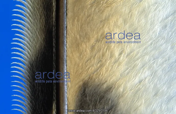 : Close up of flight feather showing the shaft wi : Close up of flight feather showing the shaft wi