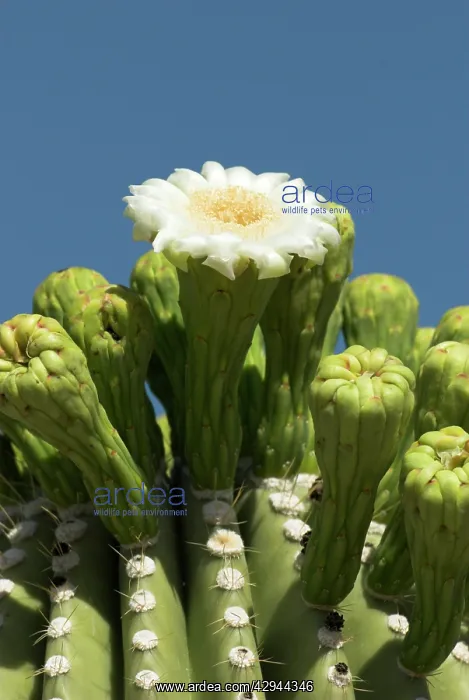 : Close up of flower of Saguaro cactus : Close up of flower of Saguaro cactus