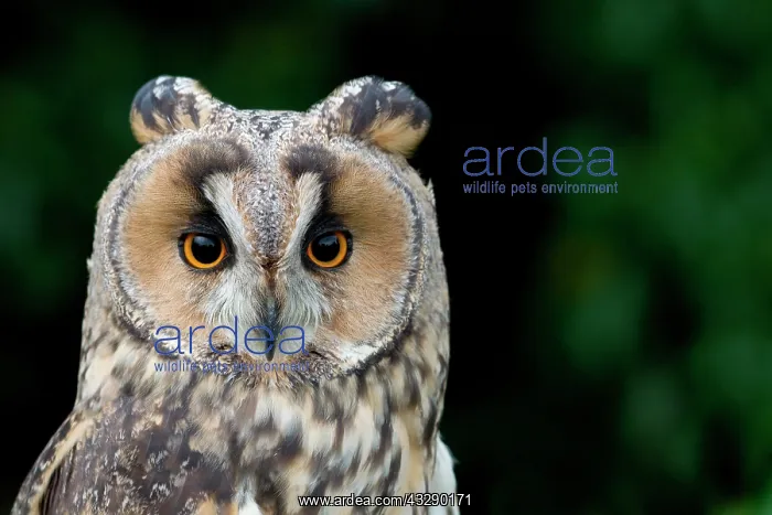 : Close up frontal portrait of adult Long Eared Owl : Close up frontal portrait of adult Long Eared Owl