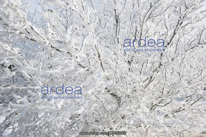 : Close up of frozen branches : Close up of frozen branches