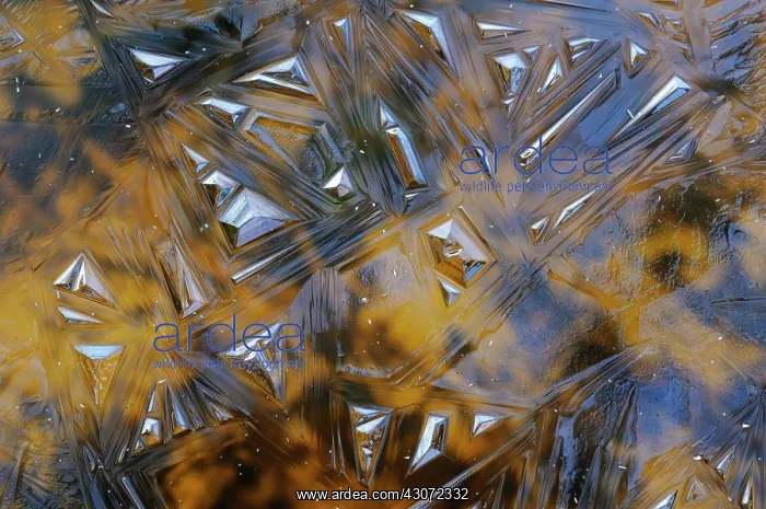 : Close up of a frozen pond with abstract ice patterns : Close up of a frozen pond with abstract ice patterns