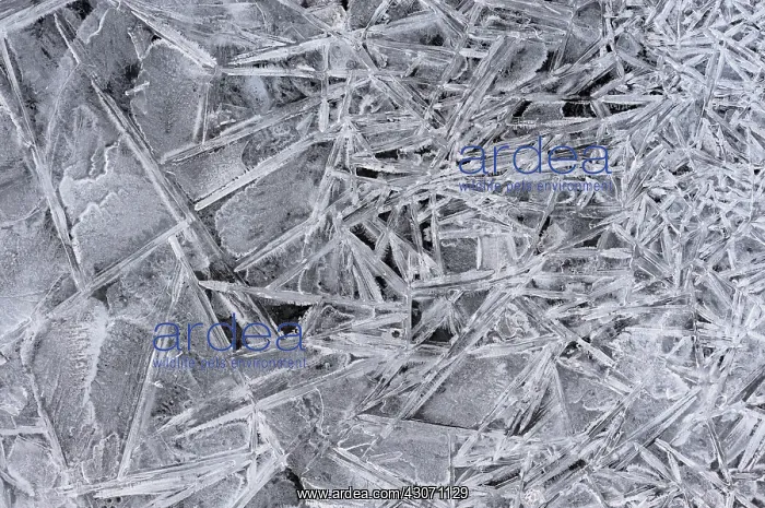 : Close up of a frozen shore line with abstract ice patterns : Close up of a frozen shore line with abstract ice patterns