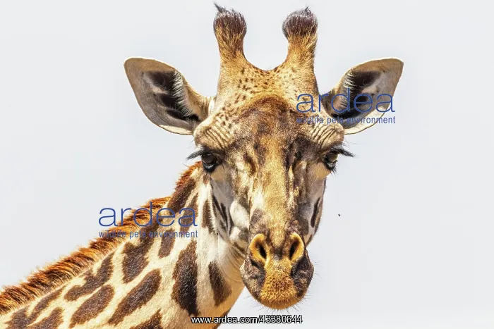 : Close up at a Giraffe looking in to the camera in : Close up at a Giraffe looking in to the camera in