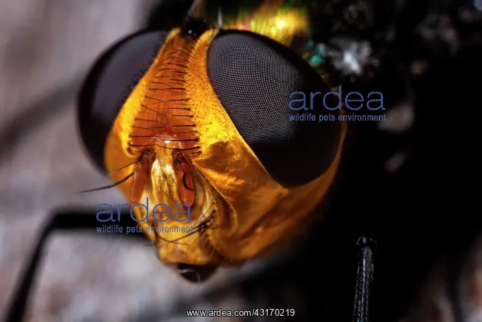 : close up of a Golden Head Rutilia Fly (Rutilia quadripunctat : close up of a Golden Head Rutilia Fly (Rutilia quadripunctat