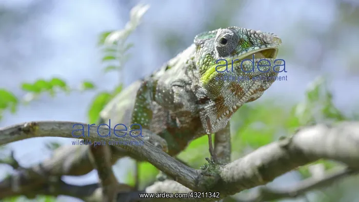 : Close up of ?hameleon sits on a tree branch, lic : Close up of ?hameleon sits on a tree branch, lic