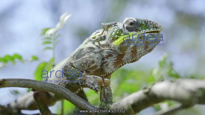 : Close up of ?hameleon sits on a tree branch, lic : Close up of ?hameleon sits on a tree branch, lic