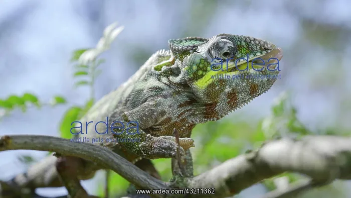 : Close up of ?hameleon sits on a tree branch, lic : Close up of ?hameleon sits on a tree branch, lic