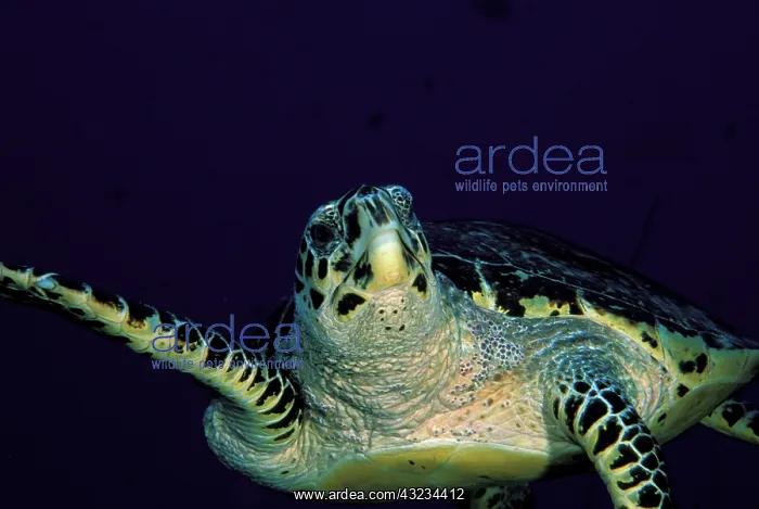 : Close up of hawksbill turtle, or eretmochelys : Close up of hawksbill turtle, or eretmochelys