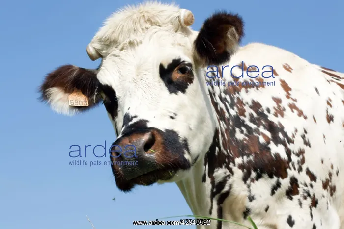 : Close up of head Normande tri-coloured cow : Close up of head Normande tri-coloured cow