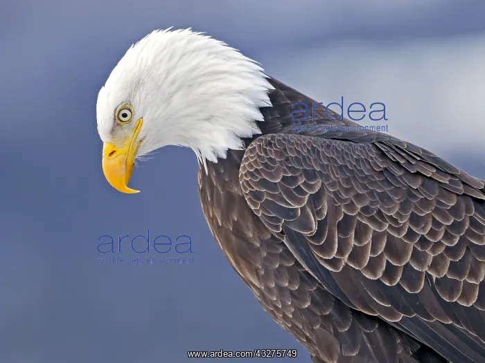 : Close up Head shot of mature Bald Eagle watching : Close up Head shot of mature Bald Eagle watching