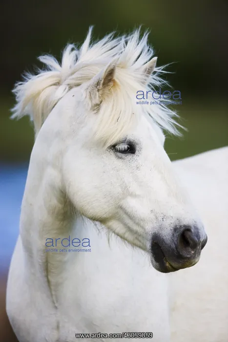 : Close up of head of a White Camargue horse Camargue : Close up of head of a White Camargue horse Camargue