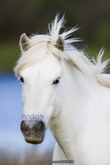 : Close up of head of a White Camargue horse Camargue : Close up of head of a White Camargue horse Camargue