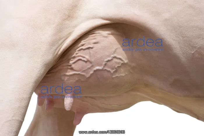 : Close up of Holstein cow udder in the studio : Close up of Holstein cow udder in the studio