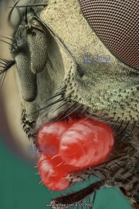  : A close up of a or house fly (Musca domestica) s